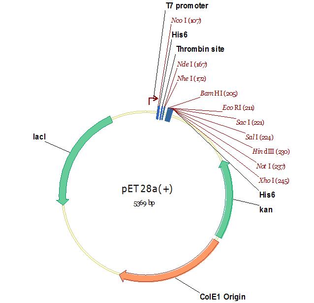 pET28a(+).jpg